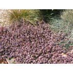 Acaena inermis purpurea (purple bidibid)
