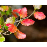 Fuscospora fusca (tawhai raunui, red beech)