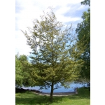 Nothofagus solandri (Black Beech)