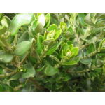Olearia nummulariifolia