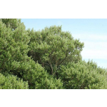 Olearia traversii (hakapiri)