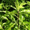 Pittosporum eugenioides (tarata, lemonwood)