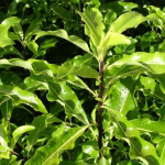 Tarata, Lemonwood (Pittosporum eugenioides)