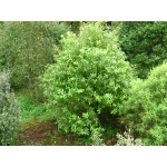 Pittosporum limelight
