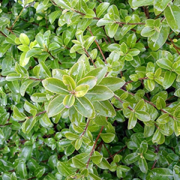 Pittosporum Mountain Green | Christchurch Canterbury