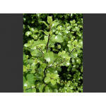 Pittosporum tenuifolium (kohuhu, black matipo)