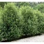 Pittosporum tenuifolium (Black Matipo)
