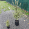 Pittosporum tenuifolium (Kohuhu, Black Matipo)