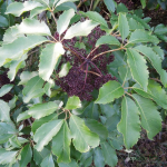 Pseudopanax arboreus (whauwhaupaku, fivefinger)