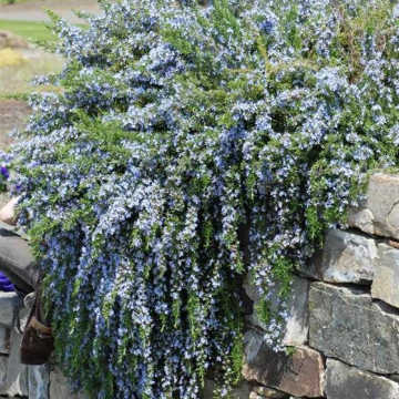 Rosmarinus prostratus Creeping Rosemary | Christchurch Canterbury