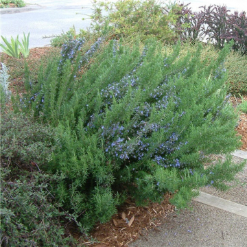 Rosmarinus Tuscan Blue Upright Rosemary | Christchurch Canterbury