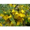 Sophora microphylla (small-leaved kowhai)