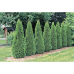 Thuja occidentalis smaragd (emerald green cedar)