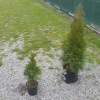 Thuja occidentalis Smaragd (Emerald Cedar)