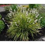 Libertia grandiflora (mikoikoi, NZ Iris)