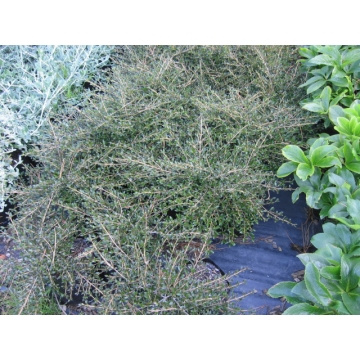 Coprosma black cloud