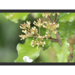 Olearia paniculata (akiraho, golden akeake)