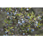 Coprosma propinqua (mikimiki)