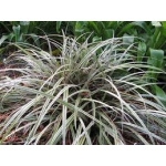 Astelia nervosa (mountain astelia)