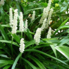 Liriope muscari Monroe White (White Liriope)