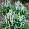 Liriope muscari Monroe White (White Liriope)