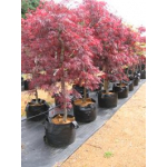 Acer tamukeyama (Japanese Maple)