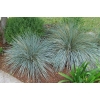 Helictotrichon sempervirens (blue oat grass)