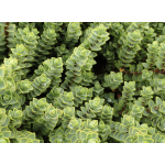 Veronica buchananii (hebe buchananii)