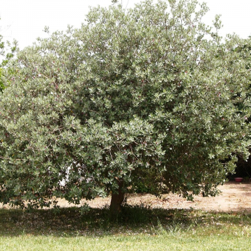 Acca sellowiana Feijoa | Christchurch Canterbury