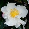 Camellia setsugekka