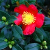 Camellia yuletide
