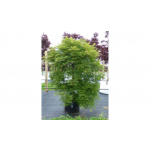 Acer emerald lace (Japanese Maple)