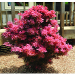 Acer shaina (Japanese Maple)