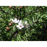 Leptospermum scoparium (manuka, tea tree)