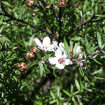 Manuka, Tea Tree (Leptospermum scoparium)