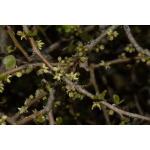 Myrsine divaricata (mapau, weeping matipo)