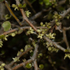 Myrsine divaricata (mapau, weeping matipo)