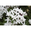 Trachelospermum jasminoides (star jasmine)