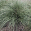 Carex flagellifera (Glen Murray Tussock)