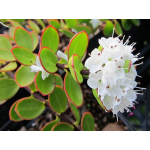 Veronica decumbens (hebe decumbens)