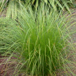 Pukio, Swamp Sedge (Carex secta)
