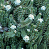 Pimelea prostrata (Pinatoro, NZ Daphne)