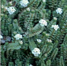 Pimelea prostrata (Pinatoro, NZ Daphne)