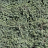 Pimelea prostrata (pinatoro, NZ daphne)
