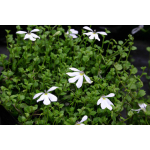 Lobelia angulata (panakenake, pratia)