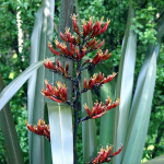 Harakeke, Swamp Flax (Phormium tenax)