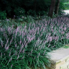 Liriope muscari Samantha (Pink Liriope)