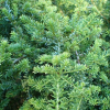 Podocarpus nivalis (Snow Totara)