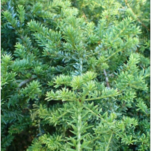 Podocarpus nivalis (Snow Totara)