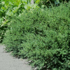 Podocarpus nivalis (Snow Totara)